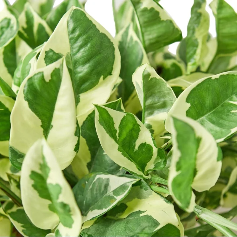 N'Joy Pothos Live Plant, Variegated Devil's Ivy, 4 Inch Pot, Indoor Air Purifier N'Joy Pothos Live Plant, Variegated Devil's Ivy, 4 Inch Pot, Indoor Air Purifier - Image 3