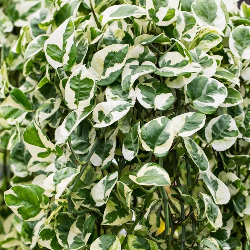 N'Joy Pothos Live Plant, Variegated Devil's Ivy, 4 Inch Pot, Indoor Air Purifier N'Joy Pothos Live Plant, Variegated Devil's Ivy, 4 Inch Pot, Indoor Air Purifier - Image 4