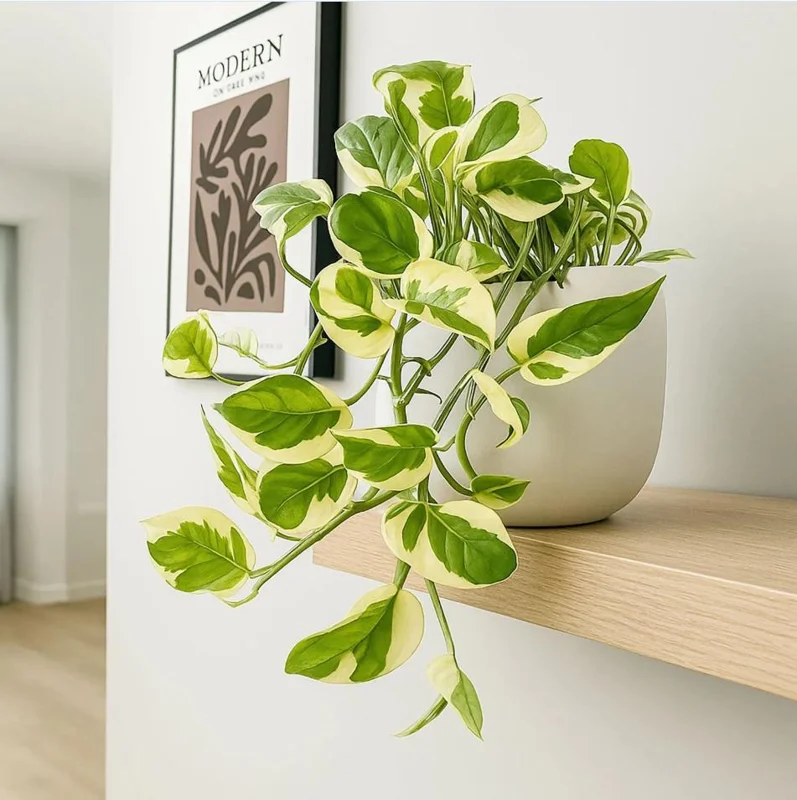 N'Joy Pothos Live Plant, Variegated Devil's Ivy, 4 Inch Pot, Indoor Air Purifier N'Joy Pothos Live Plant, Variegated Devil's Ivy, 4 Inch Pot, Indoor Air Purifier - Image 5