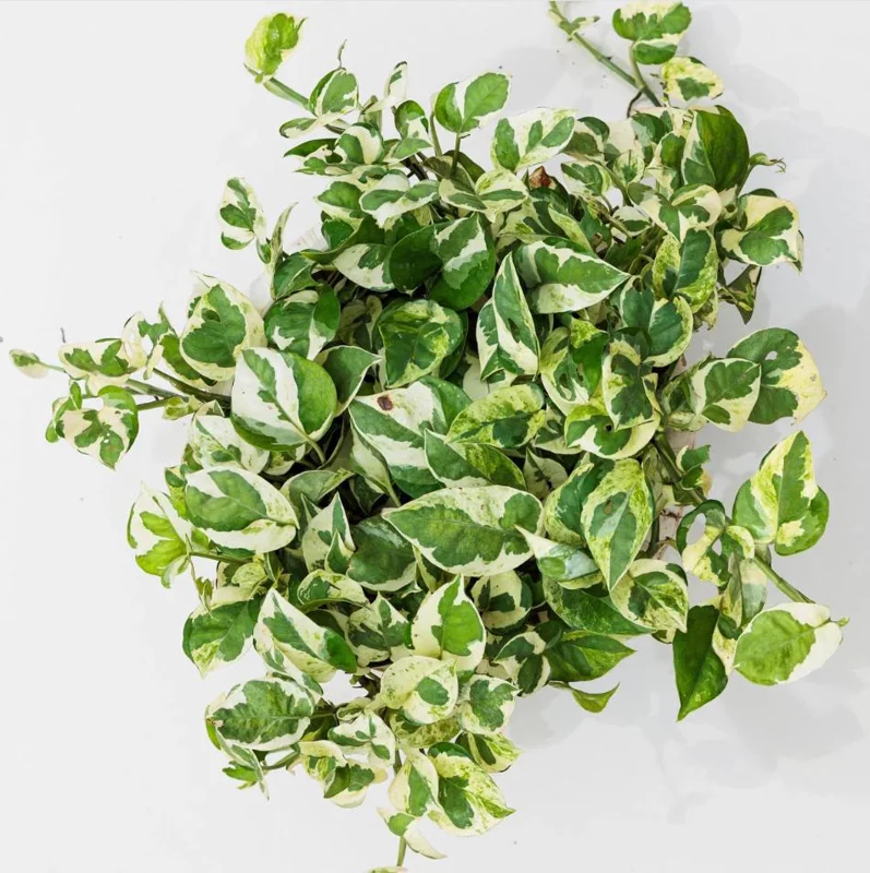 N'Joy Pothos Live Plant, Variegated Devil's Ivy, 4 Inch Pot, Indoor Air Purifier N'Joy Pothos Live Plant, Variegated Devil's Ivy, 4 Inch Pot, Indoor Air Purifier - Image 6