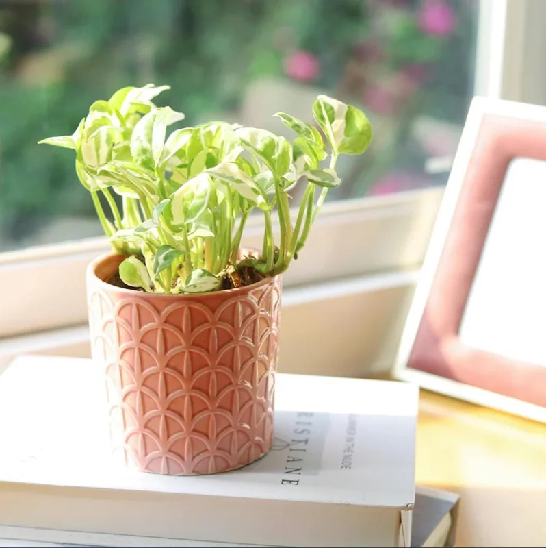 N'Joy Pothos Live Plant, Variegated Devil's Ivy, 4 Inch Pot, Indoor Air Purifier N'Joy Pothos Live Plant, Variegated Devil's Ivy, 4 Inch Pot, Indoor Air Purifier - Image 7