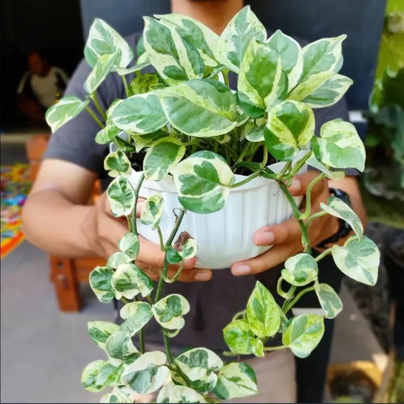 N'Joy Pothos Live Plant, Variegated Devil's Ivy, 4 Inch Pot, Indoor Air Purifier N'Joy Pothos Live Plant, Variegated Devil's Ivy, 4 Inch Pot, Indoor Air Purifier - Image 8