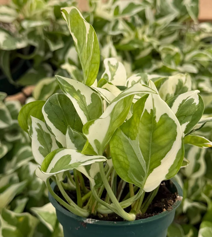 N'Joy Pothos Live Plant – Variegated Houseplant – 4 Inch Pot – Indoor Epipremnum Aureum N'Joy Pothos Live Plant – Variegated Houseplant – 4 Inch Pot – Indoor Epipremnum Aureum - Image 4