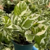 N'Joy Pothos Live Plant – Variegated Houseplant – 4 Inch Pot – Indoor Epipremnum Aureum - Image 1