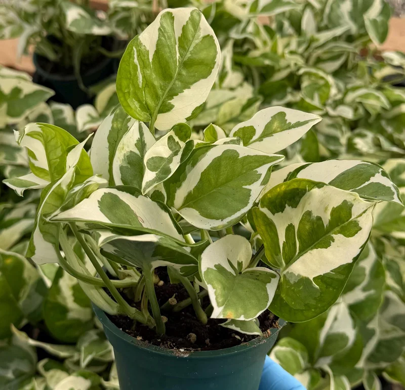 N'Joy Pothos Live Plant – Variegated Houseplant – 4 Inch Pot – Indoor Epipremnum Aureum N'Joy Pothos Live Plant – Variegated Houseplant – 4 Inch Pot – Indoor Epipremnum Aureum - Image 1