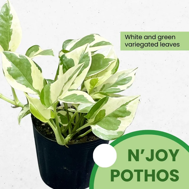 N'Joy Pothos Live Plant – Variegated Trailing Houseplant – 3-5 Inches Tall – Indoor - Image 2