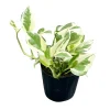 N'Joy Pothos Live Plant – Variegated Trailing Houseplant – 3-5 Inches Tall – Indoor - Image 1
