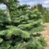 Noble Fir Live Starter Tree - 4-8 inch Tall Evergreen - Abies procera Noble Fir Live Starter Tree - 4-8 inch Tall Evergreen - Abies procera - Image 1