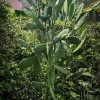 Nopal Chamacuero Live Plant - 2 Opuntia Cochenillifera Cacti for Garden - Image 1