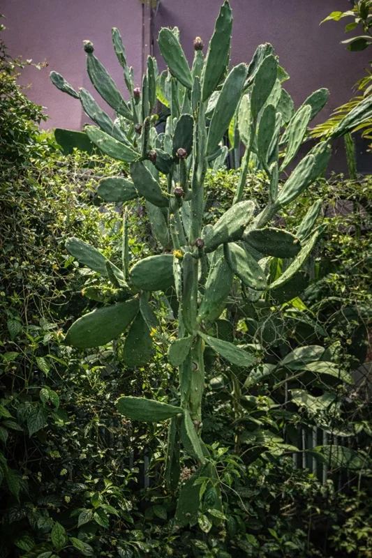 Nopal Chamacuero Live Plant - 2 Opuntia Cochenillifera Cacti for Garden Nopal Chamacuero Live Plant - 2 Opuntia Cochenillifera Cacti for Garden - Image 1