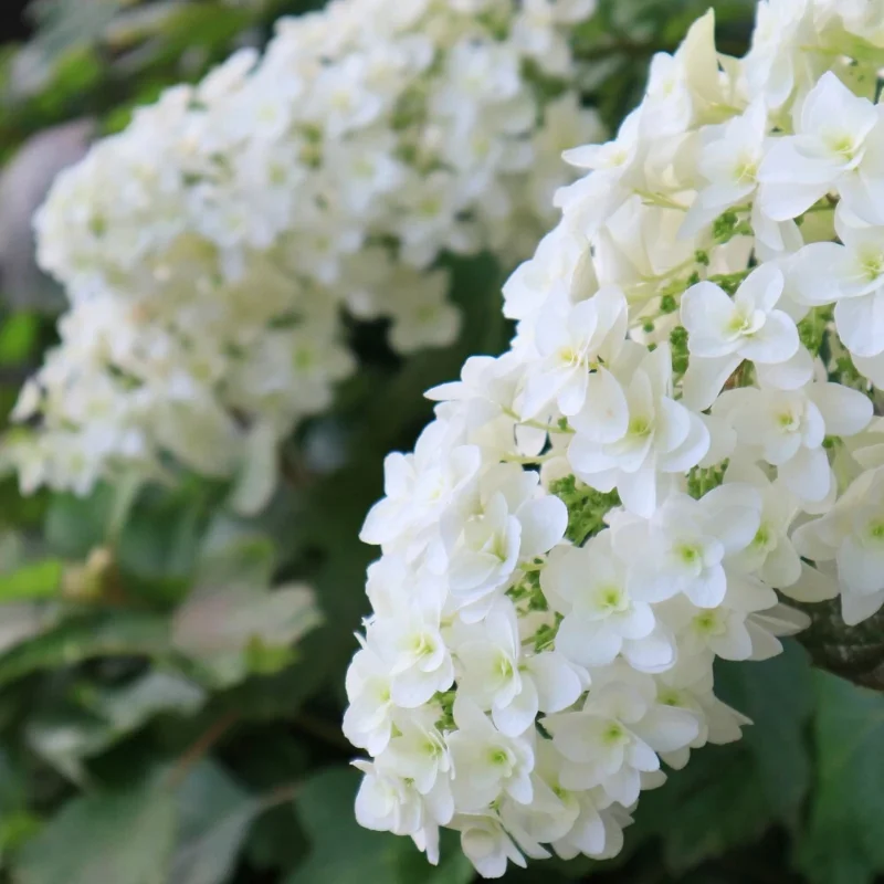 Oak Leaf Hydrangea Plant - Hydrangea Quercifolia Live Shrub - 5-7 Inch Tall - Image 2