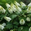 Oak Leaf Hydrangea Plant - Hydrangea Quercifolia Live Shrub - 5-7 Inch Tall - Image 1