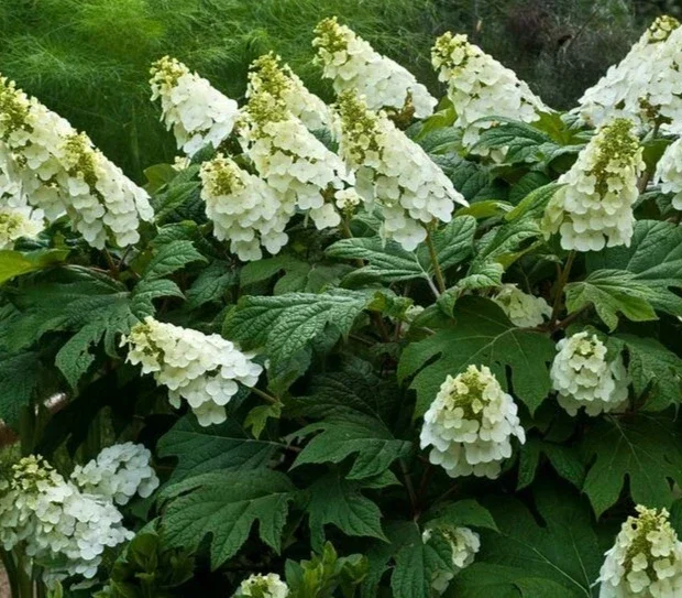 Oak Leaf Hydrangea Plant - Hydrangea Quercifolia Live Shrub - 5-7 Inch Tall - Image 1