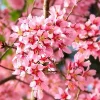 Okame Cherry Tree Live Plant - 2.5-inch Pot, 1 Year Old Tree, Deep Pink Blossoms, Outdoor - Image 1