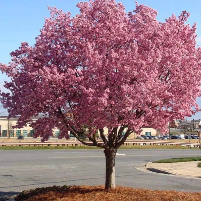 Okame Pink Flowering Cherry Tree Live Plant – 14+ Inches – Bare Root – Outdoor Okame Pink Flowering Cherry Tree Live Plant – 14+ Inches – Bare Root – Outdoor - Image 3