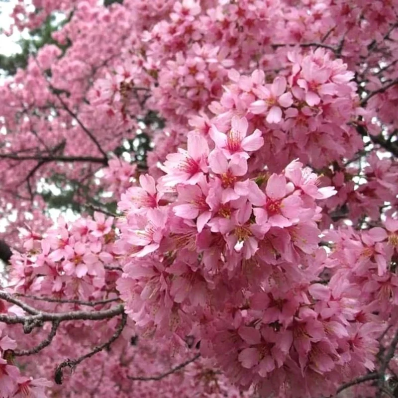 Okame Pink Flowering Cherry Tree - Live Plant, 14+ Inches, Bare Root, Outdoor Okame Pink Flowering Cherry Tree - Live Plant, 14+ Inches, Bare Root, Outdoor - Image 4