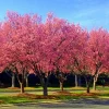 Okame Pink Flowering Cherry Tree Live Plant 14+ Inches - Outdoor Deciduous - Image 1