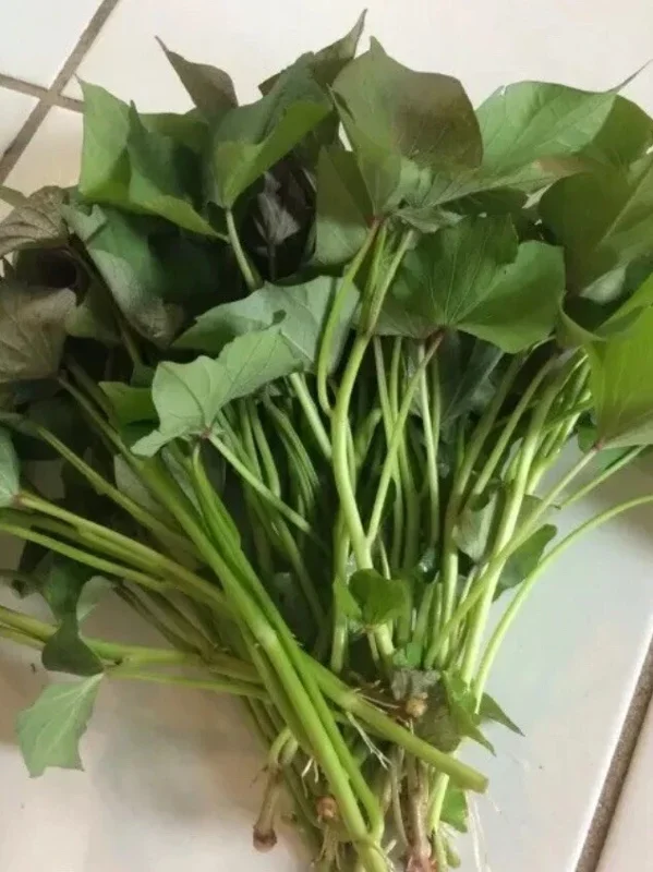 Okinawa & Radiosa Sweet Potato Slips - 10 Live Cuttings for Planting Okinawa & Radiosa Sweet Potato Slips - 10 Live Cuttings for Planting - Image 2