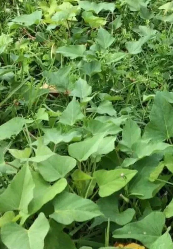 Okinawa & Radiosa Sweet Potato Slips - 10 Live Cuttings for Planting Okinawa & Radiosa Sweet Potato Slips - 10 Live Cuttings for Planting - Image 3