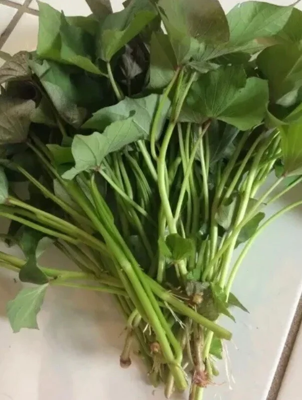 Okinawa & Radiosa Sweet Potato Slips - 10 Live Cuttings for Planting Okinawa & Radiosa Sweet Potato Slips - 10 Live Cuttings for Planting - Image 4