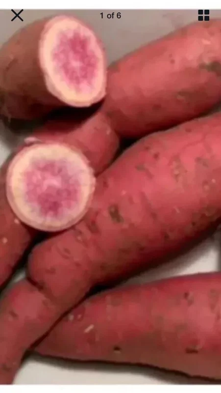 Okinawa & Radiosa Sweet Potato Slips - 10 Live Cuttings for Planting Okinawa & Radiosa Sweet Potato Slips - 10 Live Cuttings for Planting - Image 5