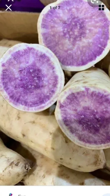 Okinawa & Radiosa Sweet Potato Slips - 10 Live Cuttings for Planting Okinawa & Radiosa Sweet Potato Slips - 10 Live Cuttings for Planting - Image 6