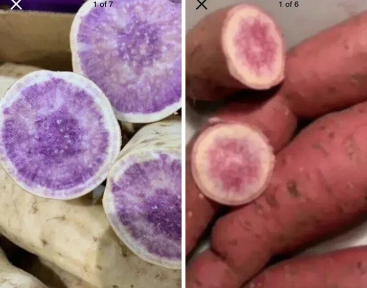 Okinawa & Radiosa Sweet Potato Slips - 10 Live Cuttings for Planting Okinawa & Radiosa Sweet Potato Slips - 10 Live Cuttings for Planting - Image 1