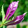 Okinawa Spinach Live Plants, 3 Pack Gynura Crepioides, 4-8 Inch Tall - Image 1
