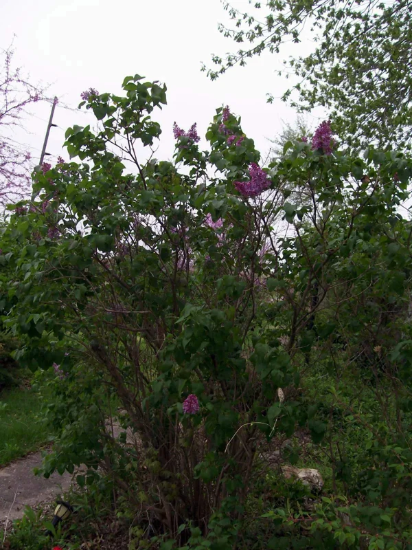 Old Fashion Purple Lilac Bush Live Plant – 6-12 Inches Bare Root – Outdoor Shrub Old Fashion Purple Lilac Bush Live Plant – 6-12 Inches Bare Root – Outdoor Shrub - Image 2