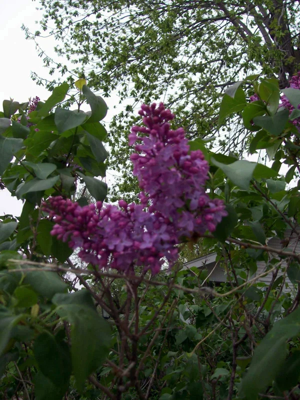 Old Fashion Purple Lilac Bush Live Plant – 6-12 Inches Bare Root – Outdoor Shrub Old Fashion Purple Lilac Bush Live Plant – 6-12 Inches Bare Root – Outdoor Shrub - Image 3