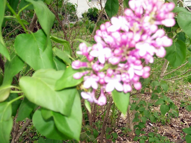 Old Fashion Purple Lilac Bush Live Plant – 6-12 Inches Bare Root – Outdoor Shrub Old Fashion Purple Lilac Bush Live Plant – 6-12 Inches Bare Root – Outdoor Shrub - Image 5