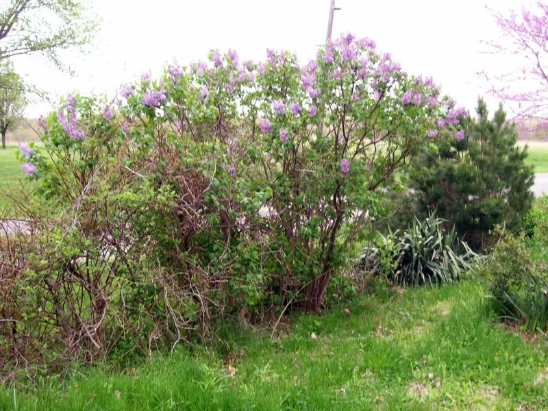 Old Fashion Purple Lilac Bush Live Plant – 6-12 Inches Bare Root – Outdoor Shrub Old Fashion Purple Lilac Bush Live Plant – 6-12 Inches Bare Root – Outdoor Shrub - Image 6