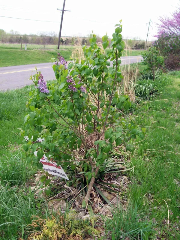Old Fashion Purple Lilac Bush Live Plant – 6-12 Inches Bare Root – Outdoor Shrub Old Fashion Purple Lilac Bush Live Plant – 6-12 Inches Bare Root – Outdoor Shrub - Image 7