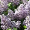 Old Fashion Purple Lilac Bush Live Plant – 6-12 Inch Bare Root – Outdoor Flowering Shrub Old Fashion Purple Lilac Bush Live Plant – 6-12 Inch Bare Root – Outdoor Flowering Shrub - Image 1