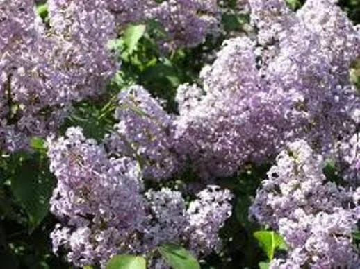 Old Fashion Purple Lilac Bush Live Plant – 6-12 Inches Bare Root – Outdoor Shrub Old Fashion Purple Lilac Bush Live Plant – 6-12 Inches Bare Root – Outdoor Shrub - Image 1