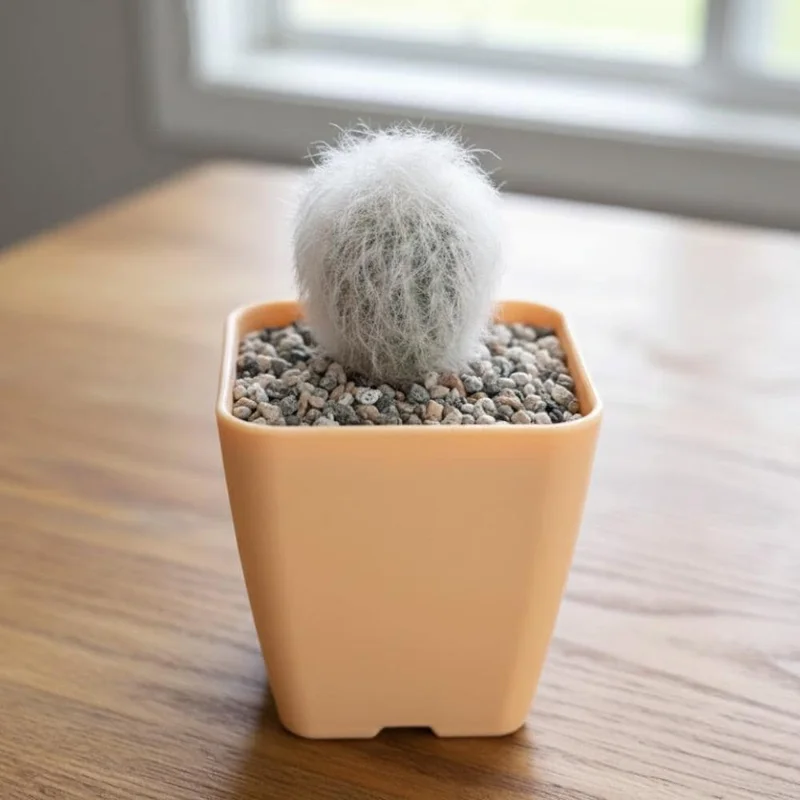 Old Man of the Andes Cactus Live Plant – 4 or 6 Inch Pot – Indoor Succulent Old Man of the Andes Cactus Live Plant – 4 or 6 Inch Pot – Indoor Succulent - Image 3