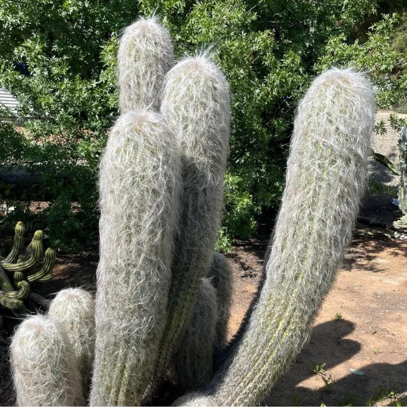 Old Man of the Andes Cactus Live Plant – 4 or 6 Inch Pot – Indoor Succulent Old Man of the Andes Cactus Live Plant – 4 or 6 Inch Pot – Indoor Succulent - Image 5