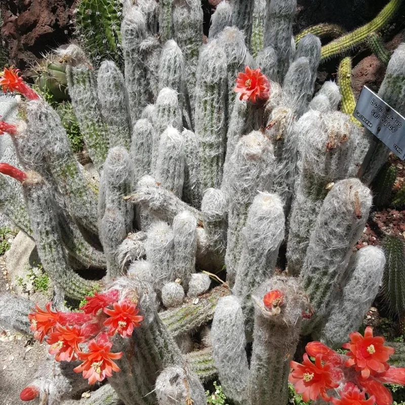 Old Man of the Andes Cactus Live Plant – 4 or 6 Inch Pot – Indoor Succulent Old Man of the Andes Cactus Live Plant – 4 or 6 Inch Pot – Indoor Succulent - Image 6