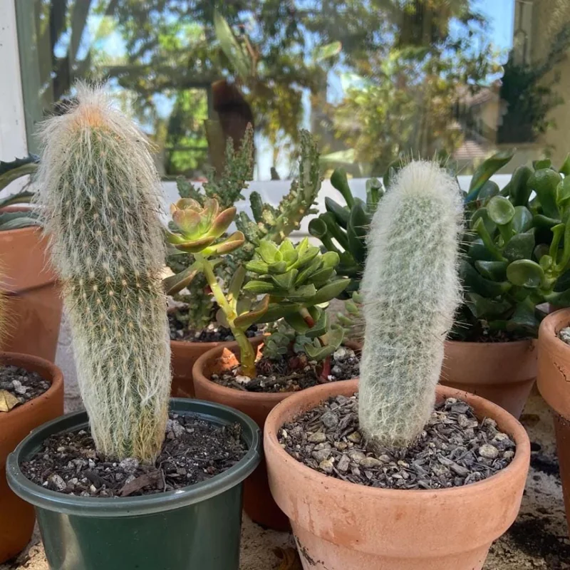 Old Man of the Andes Cactus Live Plant – 4 or 6 Inch Pot – Indoor Succulent Old Man of the Andes Cactus Live Plant – 4 or 6 Inch Pot – Indoor Succulent - Image 7