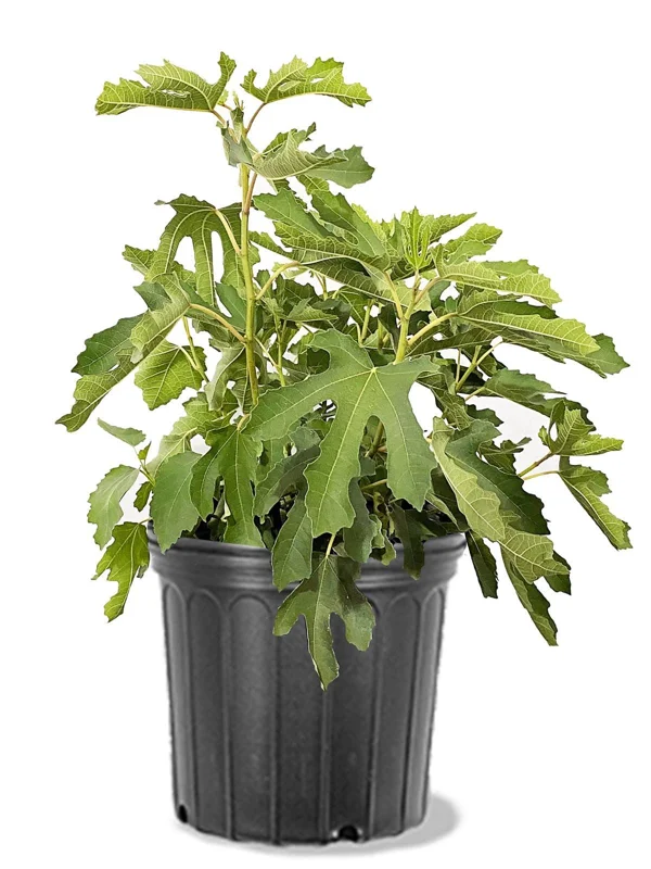 Olympian Fig Tree Live Plant – Purple Fig Fruit Tree – 1-2 Ft Tall – 5-Gallon Pot - Image 2
