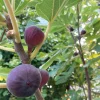Olympian Fig Tree Live Plant – Purple Fig Fruit Tree – 1-2 Ft Tall – 5-Gallon Pot - Image 1