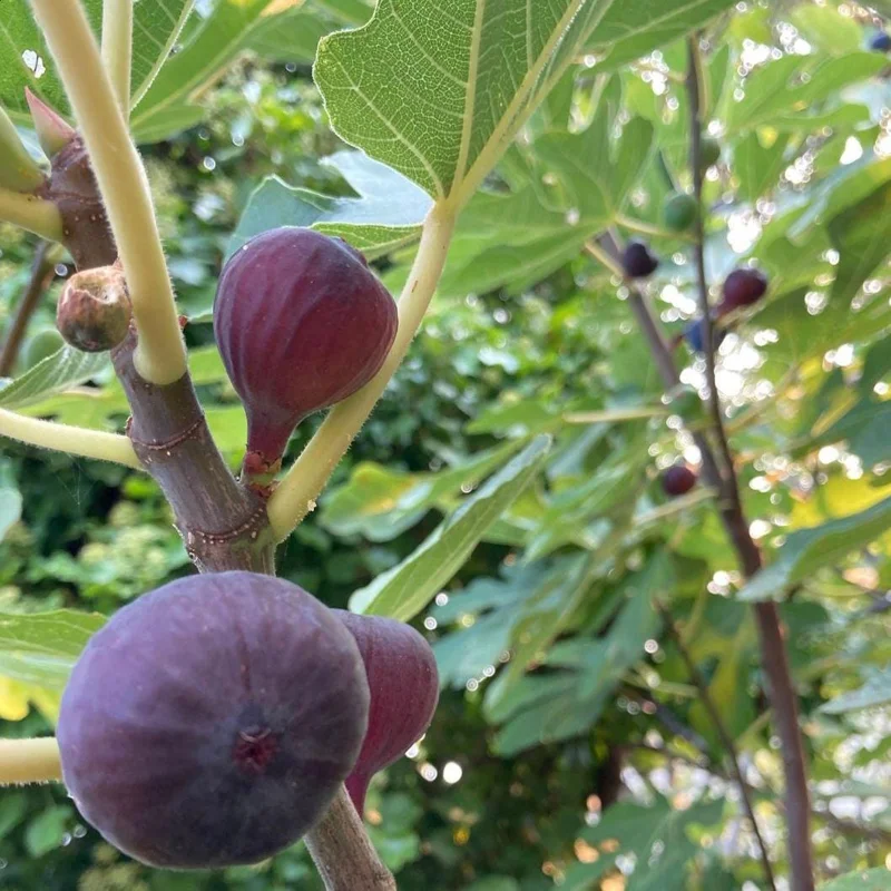 Olympian Fig Tree Live Plant – Purple Fig Fruit Tree – 1-2 Ft Tall – 5-Gallon Pot - Image 1