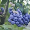 O'Neal Blueberry Live Plant – 4-8 Inches Tall – Sweet Fruit Bush for Garden - Image 1
