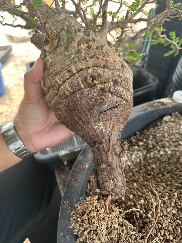 Operculicarya Pachypus Seeds - 5 Rare Succulent Bonsai Plant Seeds Operculicarya Pachypus Seeds - 5 Rare Succulent Bonsai Plant Seeds - Image 2