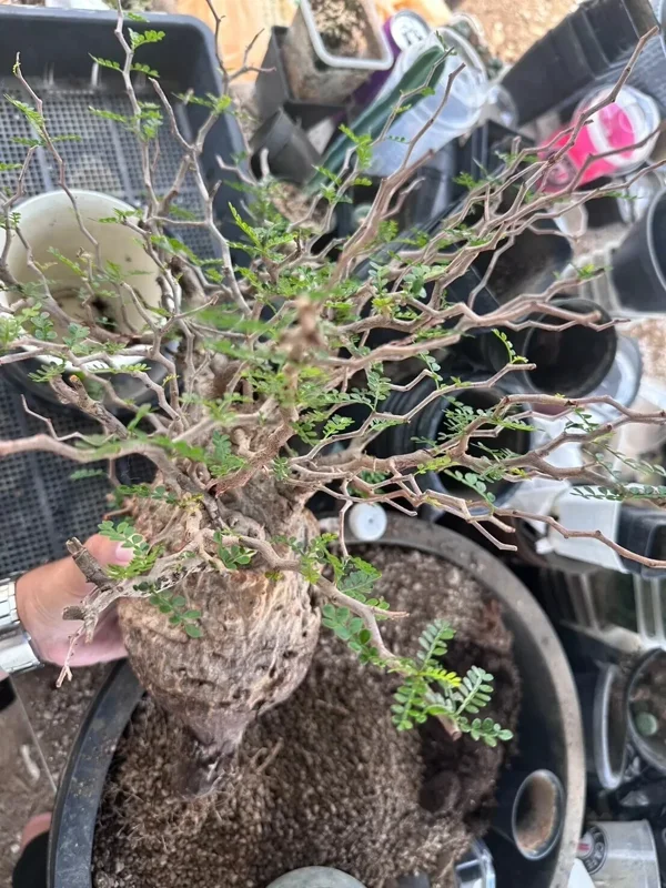 Operculicarya Pachypus Seeds - 5 Rare Succulent Bonsai Plant Seeds Operculicarya Pachypus Seeds - 5 Rare Succulent Bonsai Plant Seeds - Image 1