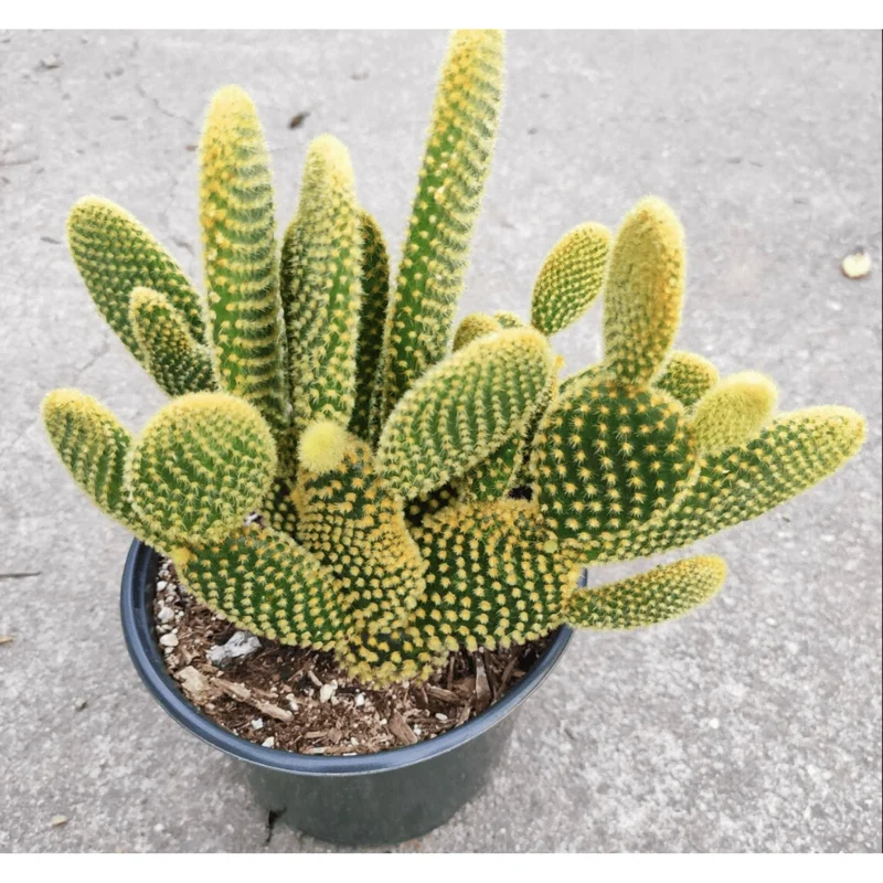 Opuntia Microdasys 'Golden Bunny Ears' Cactus Live Plant - 2 Inch Pot, Indoor/Outdoor Opuntia Microdasys 'Golden Bunny Ears' Cactus Live Plant - 2 Inch Pot, Indoor/Outdoor - Image 2