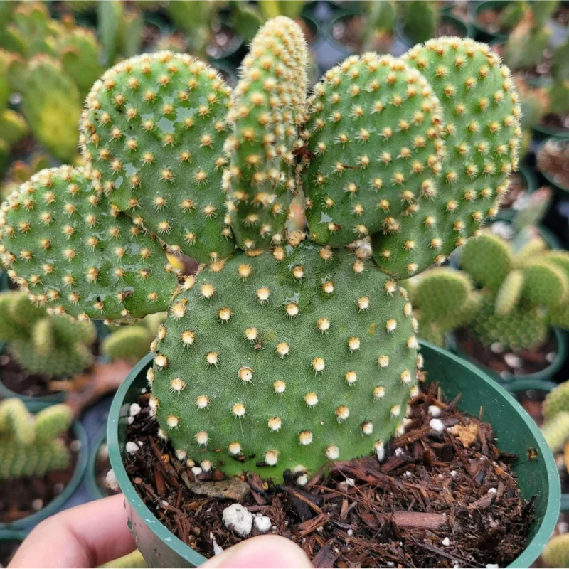 Opuntia Microdasys 'Golden Bunny Ears' Cactus Live Plant - 2 Inch Pot, Indoor/Outdoor Opuntia Microdasys 'Golden Bunny Ears' Cactus Live Plant - 2 Inch Pot, Indoor/Outdoor - Image 3