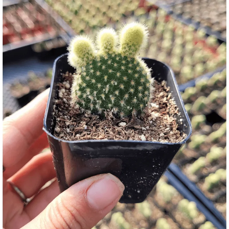 Opuntia Microdasys 'Golden Bunny Ears' Cactus Live Plant - 2 Inch Pot, Indoor/Outdoor Opuntia Microdasys 'Golden Bunny Ears' Cactus Live Plant - 2 Inch Pot, Indoor/Outdoor - Image 4