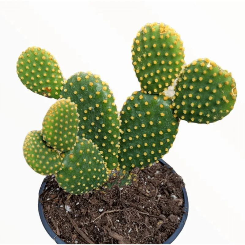 Opuntia Microdasys 'Golden Bunny Ears' Cactus Live Plant - 2 Inch Pot, Indoor/Outdoor Opuntia Microdasys 'Golden Bunny Ears' Cactus Live Plant - 2 Inch Pot, Indoor/Outdoor - Image 5