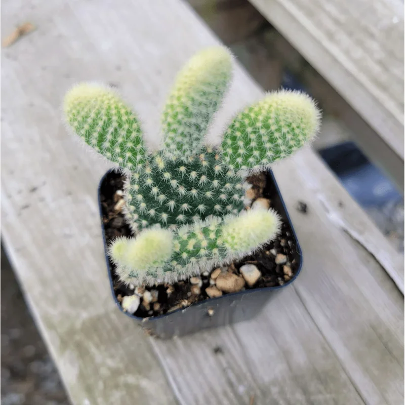 Opuntia Microdasys 'Golden Bunny Ears' Cactus Live Plant - 2 Inch Pot, Indoor/Outdoor Opuntia Microdasys 'Golden Bunny Ears' Cactus Live Plant - 2 Inch Pot, Indoor/Outdoor - Image 6